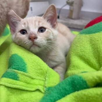 Lucy -  Domestic Short Hair Cat for Adoption in Portage, Michigan - Lucy | PetCurious