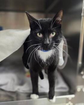 Rumpelstiltskin -  Domestic Short Hair Cat for Adoption in Westland, Michigan - Rumpelstiltskin | PetCurious