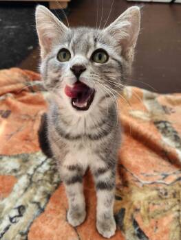 Slate -  Domestic Short Hair Cat for Adoption in Wakefield, Quebec - Slate | PetCurious