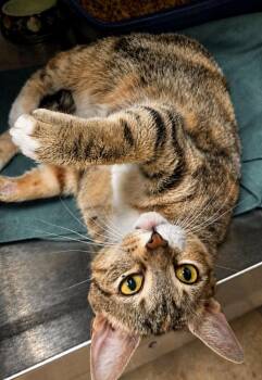 Domestic Short Hair Cats Available for Adoption in Ocala, Florida - Vidalia | PetCurious