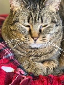 Domestic Short Hair Cats Available for Adoption in Algona, Iowa - SCOOTARELLA | PetCurious