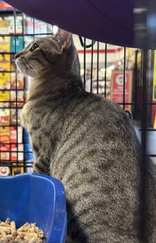 Rain -  Domestic Short Hair Cat for Adoption in Morgan Hill, California - Rain | PetCurious