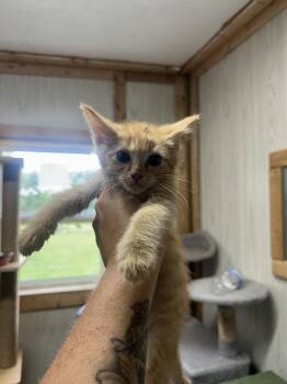 Charles -  Domestic Medium Hair and Tabby Cat for Adoption in Emerald Isle, North Carolina - Charles | PetCurious