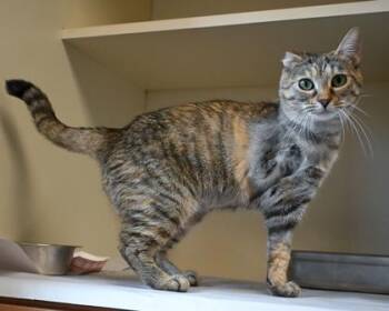 Claye -  Domestic Short Hair Cat for Adoption in Chamblee, Georgia - Claye | PetCurious