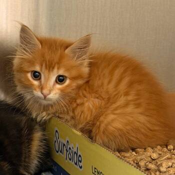 Dunkin -  Domestic Short Hair Cat for Adoption in Lynchburg, Virginia - Dunkin | PetCurious