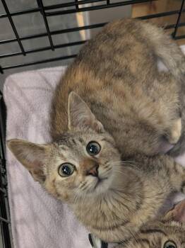 CakePop -  Domestic Short Hair Cat for Adoption in St. Cloud, Minnesota - CakePop | PetCurious