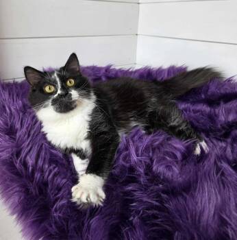 Husker -  Domestic Medium Hair Cat Available for Adoption in Cumberland, Maine - Husker | PetCurious
