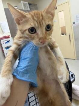 Jake -  Domestic Short Hair Cat for Adoption in Honolulu, Hawaii - Jake | PetCurious