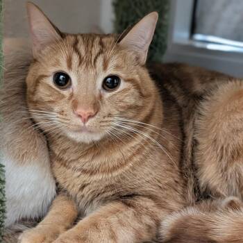 Bowser -  Domestic Short Hair Cat for Adoption in Reno, Nevada - Bowser | PetCurious