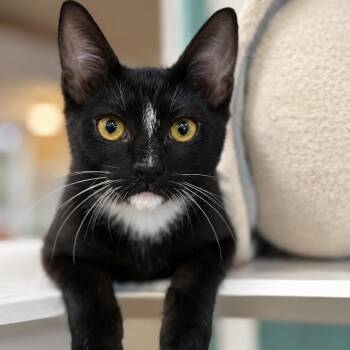 Ivy -  Domestic Short Hair Cat for Adoption in NEW PT RICHEY, Florida - Ivy | PetCurious