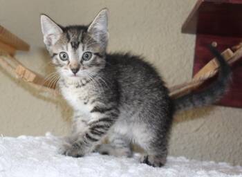 Rescue Domestic Short Hair Cats for Adoption in Huron, South Dakota - Ember | PetCurious