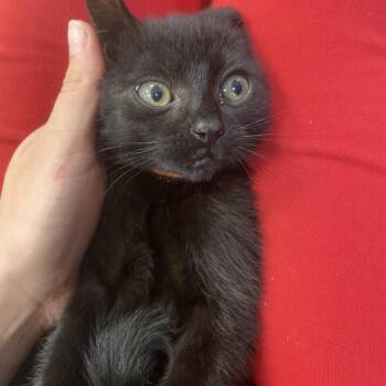 Socks -  Domestic Short Hair Cat for Adoption in Pawling, New York - Socks | PetCurious