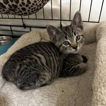 Shrek -  Domestic Short Hair Cat for Adoption in Carmel, Indiana - Shrek | PetCurious