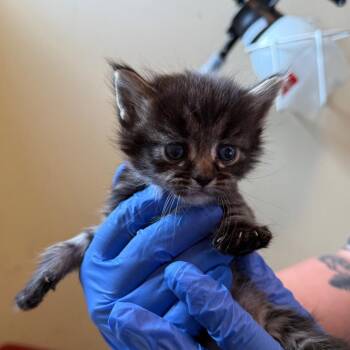Cocoa -  Domestic Short Hair Cat for Adoption in Pasadena, California - Cocoa | PetCurious