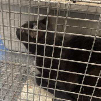 Tom -  Domestic Short Hair Cat for Adoption in Montgomery, Alabama - Tom | PetCurious