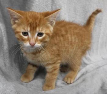 Domestic Short Hair Cats Available for Adoption in Thief River Falls, Minnesota - Waffle | PetCurious