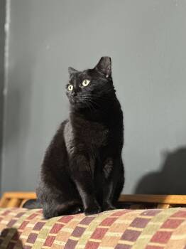 Rescue Domestic Short Hair Cats for Adoption in Philadelphia, Pennsylvania - Mama Dove | PetCurious