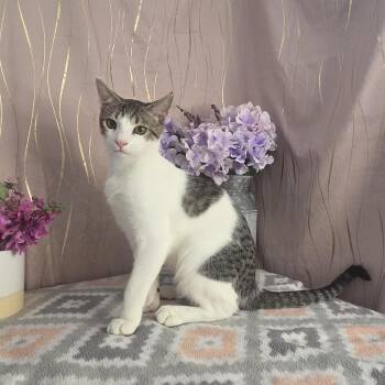Chonkers -  Domestic Short Hair Cat for Adoption in Long Beach, Mississippi - Chonkers | PetCurious