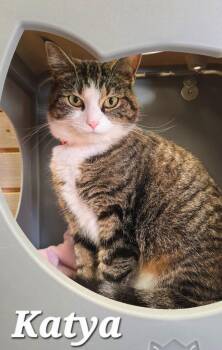 Katya -  Domestic Short Hair Cat for Adoption in Sidney, Ohio - Katya | PetCurious