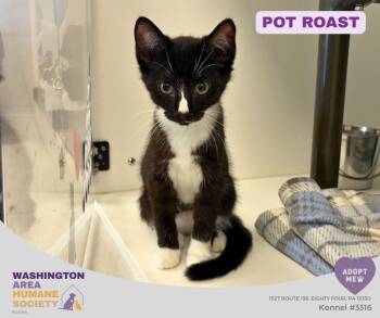 Pot Roast -  Domestic Short Hair Cat for Adoption in Eighty Four, Pennsylvania - Pot Roast | PetCurious
