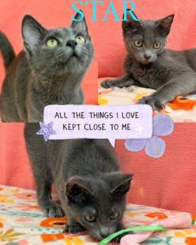 Star -  Domestic Short Hair Cat for Adoption in Hobart, Indiana - Star | PetCurious