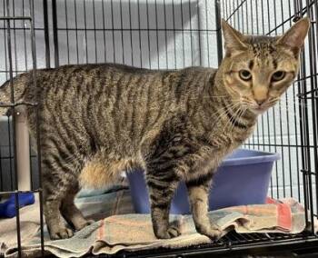 Rescue Domestic Short Hair Cats for Adoption in Annapolis, Maryland - Loki Guy Fieri | PetCurious