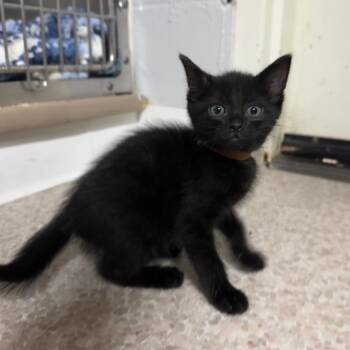 Domestic Medium Hair Cats Available for Adoption in Buellton, California - Kloey | PetCurious
