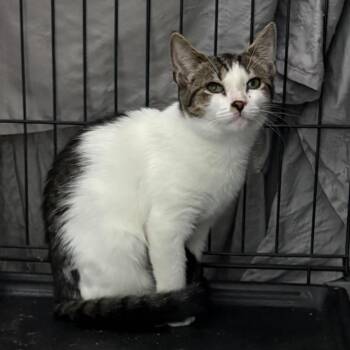 Bugsy -  Domestic Short Hair Cat for Adoption in Westfield, Massachusetts - Bugsy | PetCurious