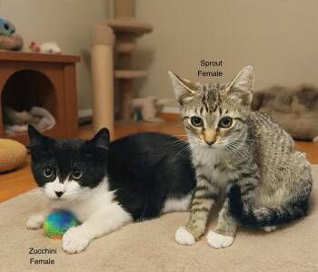 Zucchini -  Domestic Short Hair Cat for Adoption in Leona Valley, California - Zucchini | PetCurious