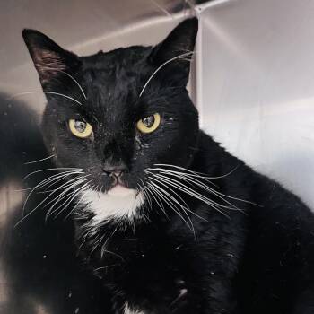 Emmett -  Domestic Short Hair Cat for Adoption in Gloucester, Virginia - Emmett | PetCurious