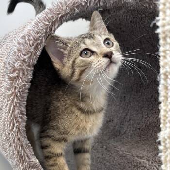 Domestic Short Hair Cats Available for Adoption in Naperville, Illinois - Chickadee | PetCurious