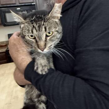 Feline Bureau of Investigation -  Tabby Cat for Adoption in Las Vegas, Nevada - Feline Bureau Of Investigation | PetCurious