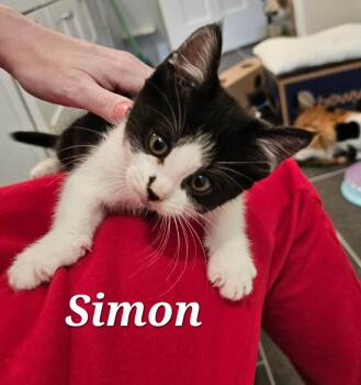 Domestic Short Hair Cats Available for Adoption in Pasco, Washington - Simon | PetCurious