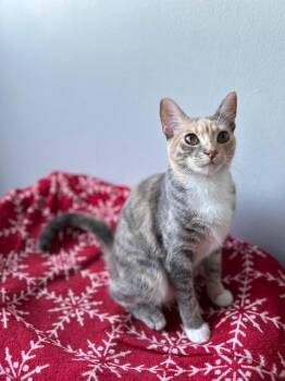 Scarlett -  Dilute Tortoiseshell Cat for Adoption in Burnaby, British Columbia - Scarlett | PetCurious
