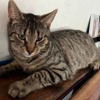 Rescue Tabby and Domestic Short Hair Cats for Adoption in Water Valley, Mississippi - Mickey | PetCurious