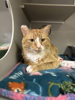 Domestic Short Hair Cats Available for Adoption in Dayton, Minnesota - Jonny | PetCurious
