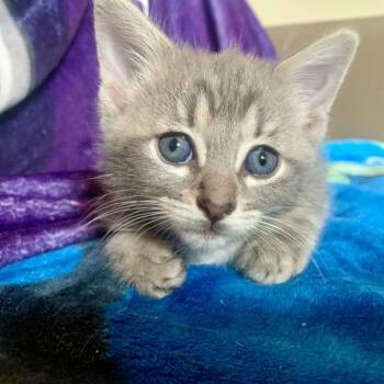 Koala Toe 25 -  Domestic Short Hair Cat for Adoption in Austin, Texas - Koala Toe 25 | PetCurious