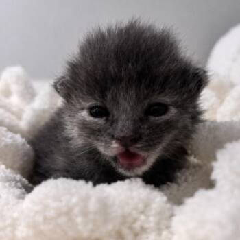 Domestic Short Hair Cats Available for Adoption in Brownsboro, Alabama - Roxy | PetCurious