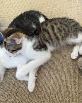 Domestic Short Hair Cats Available for Adoption in San Francisco, California - Toffee | PetCurious