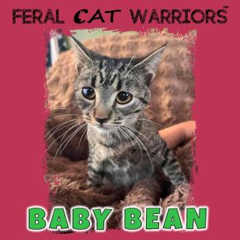 Baby Bean -  Domestic Short Hair Cat for Adoption in Kingman, Arizona - Baby Bean | PetCurious