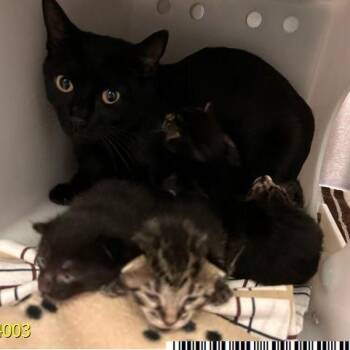 Irina -  Domestic Short Hair Cat for Adoption in West Palm Beach, Florida - Irina | PetCurious