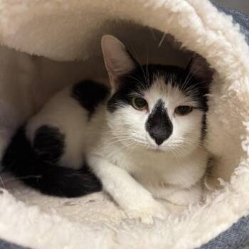 Nigel -  Domestic Short Hair Cat for Adoption in Hinesville, Georgia - Nigel | PetCurious