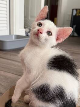 Domestic Short Hair Cats Available for Adoption in Sunrise, Florida - Mochi | PetCurious