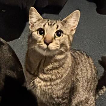 Daisy -  Domestic Short Hair Cat for Adoption in Matteson, Illinois - Daisy | PetCurious
