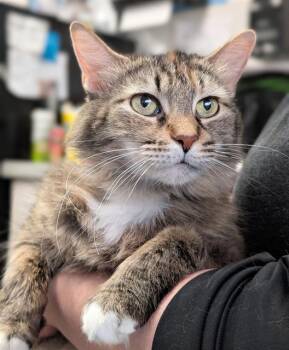 Domestic Long Hair Cats Available for Adoption in Canfield, Ohio - MELON | PetCurious