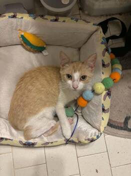 Archer -  Domestic Short Hair Cat for Adoption in Bossier City, Louisiana - Archer | PetCurious