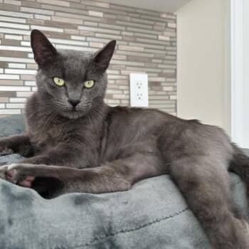 Gandalf (Greystoke) -  Domestic Short Hair Cat for Adoption in Abbotsford, British Columbia - Gandalf (Greystoke) | PetCurious