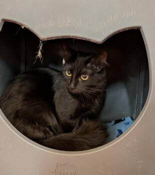 Foxy -  Domestic Long Hair Cat for Adoption in Tucson, Arizona - Foxy | PetCurious