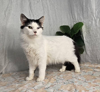 Rescue Domestic Long Hair Cats for Adoption in Long Beach, Mississippi - Domino | PetCurious