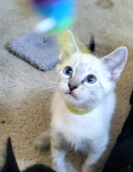 Vulture -  Siamese Cat for Adoption in Fresno, California - Vulture | PetCurious
